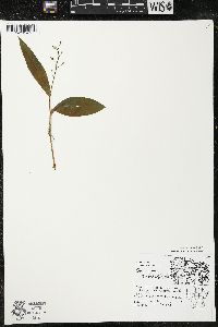 Maianthemum trifolium image