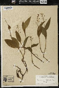 Maianthemum trifolium image