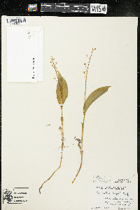 Maianthemum trifolium image