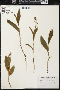 Maianthemum trifolium image