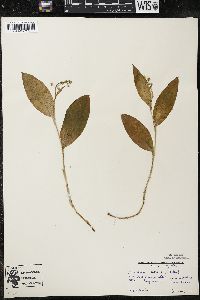 Maianthemum trifolium image