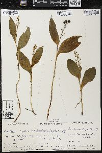 Maianthemum trifolium image