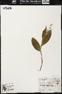 Maianthemum trifolium image