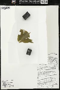 Maianthemum trifolium image