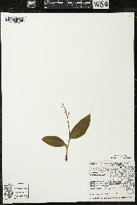 Maianthemum trifolium image