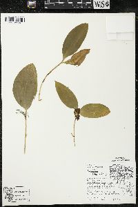 Maianthemum trifolium image