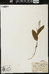 Maianthemum trifolium image