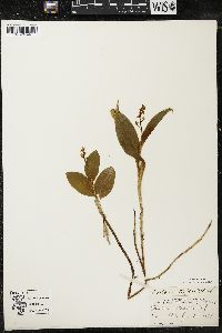 Maianthemum trifolium image