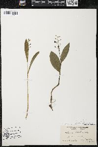 Maianthemum trifolium image