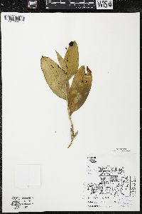 Maianthemum trifolium image