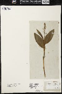 Maianthemum trifolium image