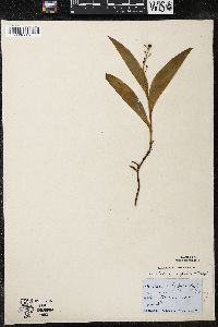 Maianthemum trifolium image