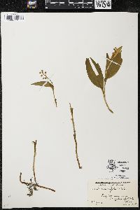 Maianthemum trifolium image