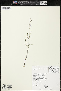 Lobelia kalmii image