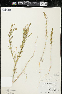 Lepidium densiflorum var. densiflorum image