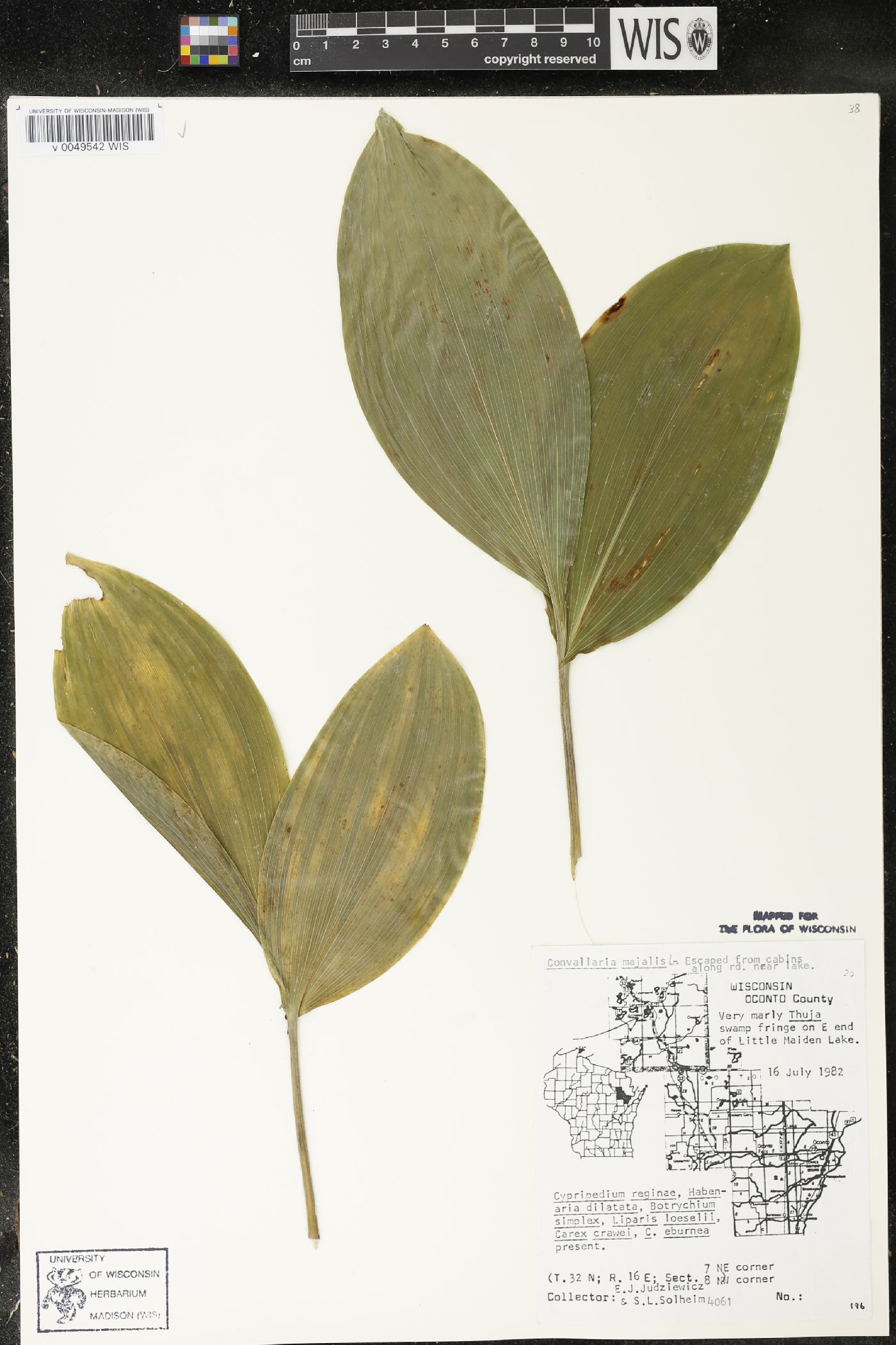Convallaria majalis var. majalis image