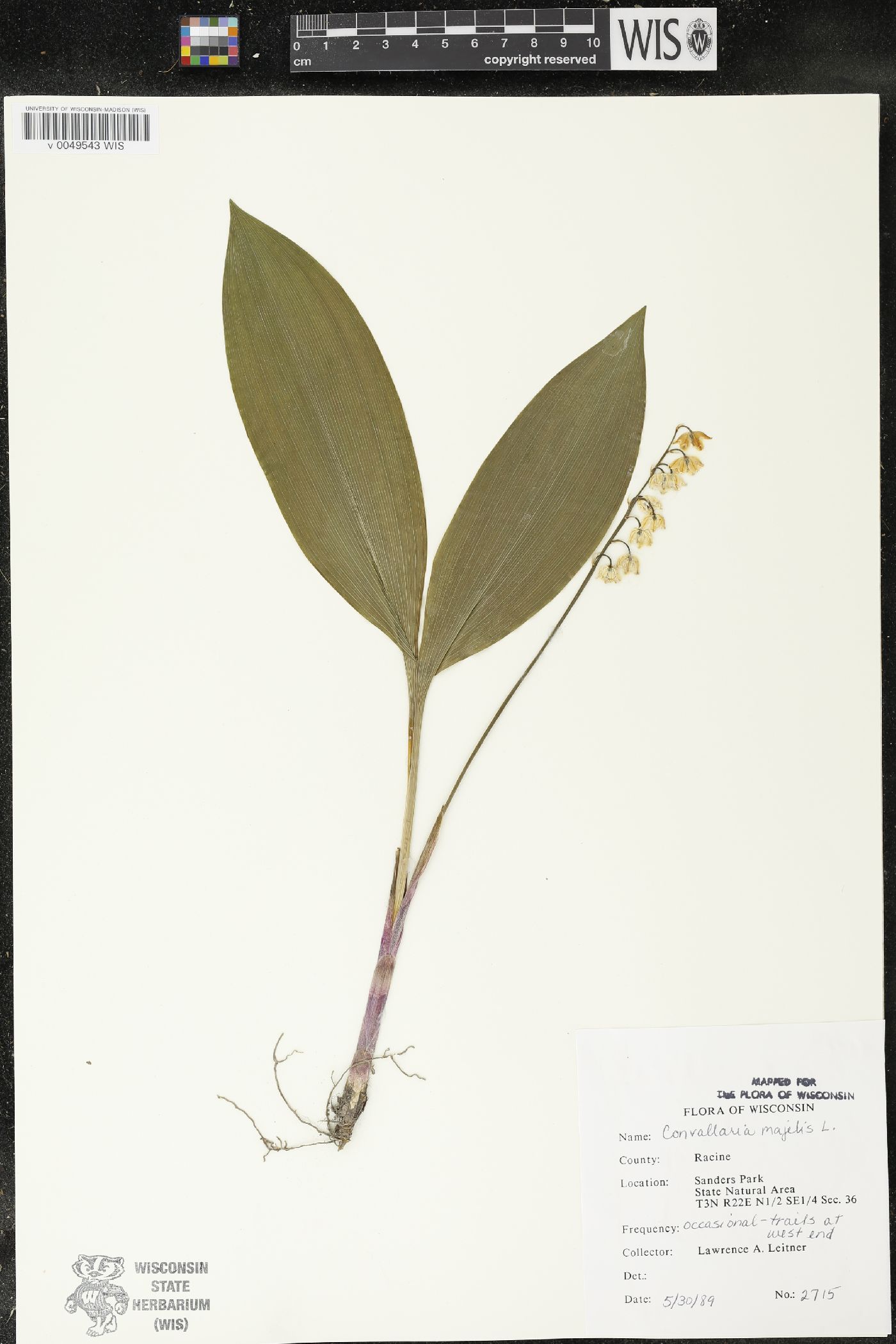 Convallaria majalis var. majalis image