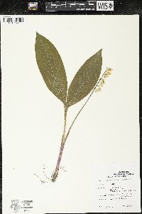 Convallaria majalis image