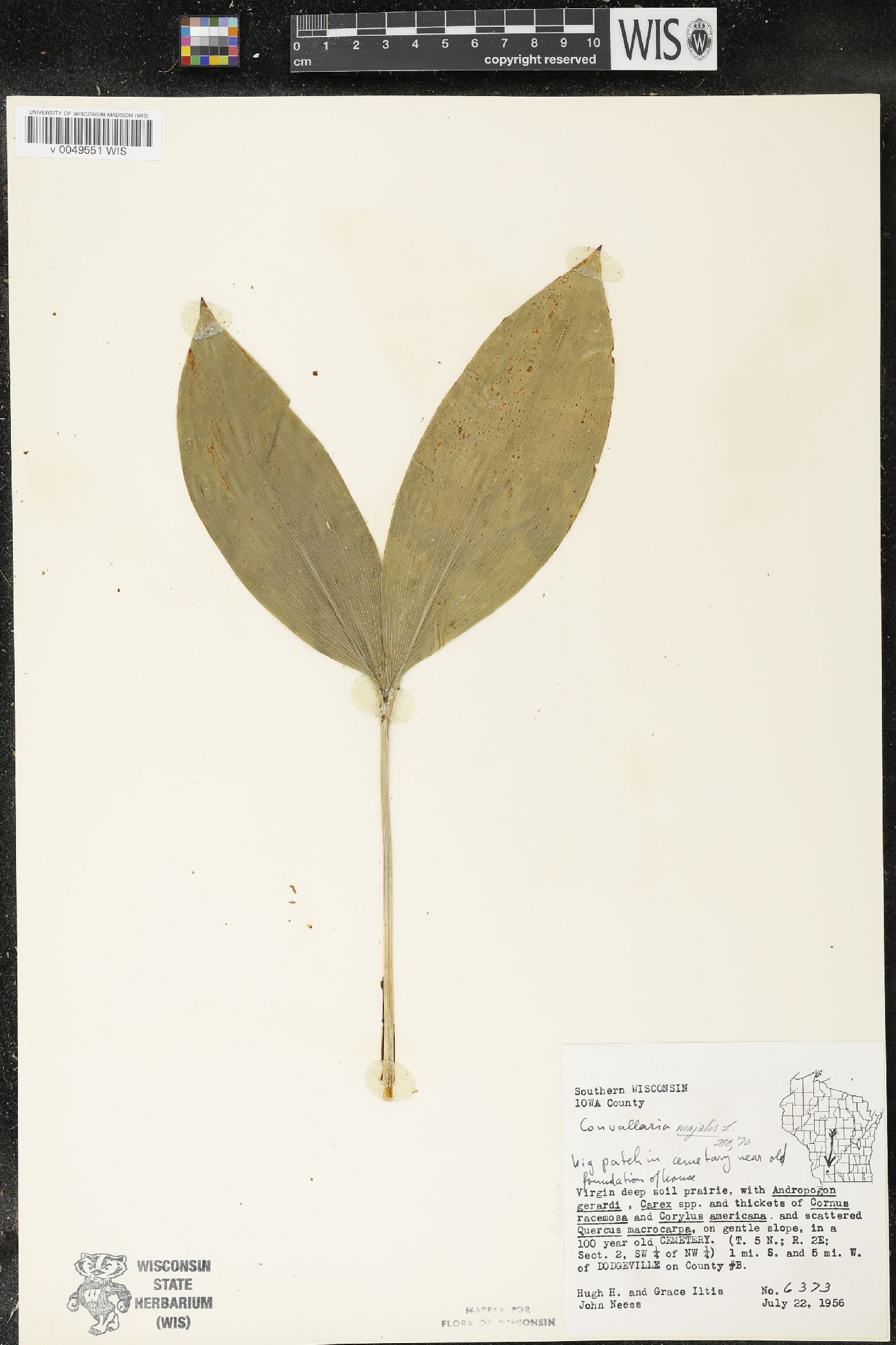 Convallaria majalis var. majalis image