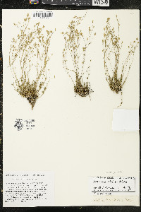 Arenaria stricta subsp. stricta image