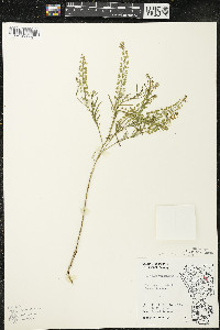 Lepidium virginicum var. virginicum image