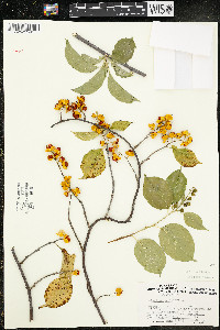 Celastrus scandens image