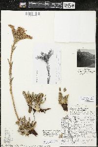 Jovibarba heuffelii image