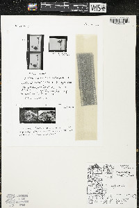 Jovibarba heuffelii image
