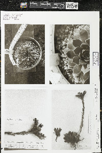 Jovibarba heuffelii image