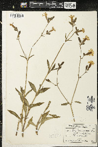 Silene dioica image