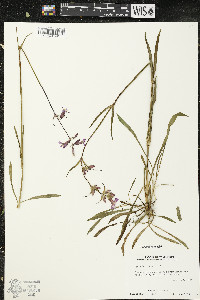 Silene viscaria image