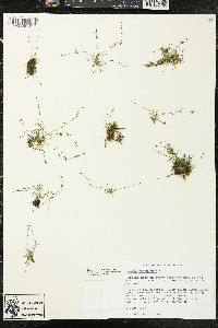 Sagina procumbens image