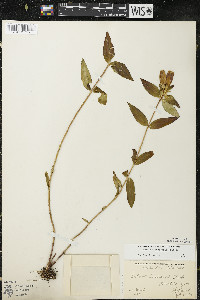 Gentiana andrewsii image