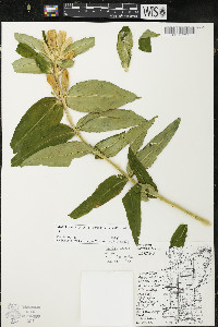 Gentiana andrewsii var. andrewsii image
