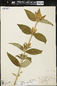 Gentiana andrewsii image