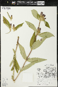 Gentiana andrewsii image
