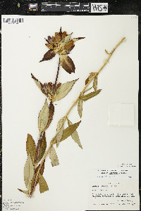 Gentiana andrewsii image