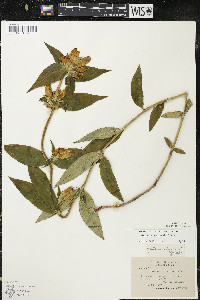 Gentiana andrewsii image