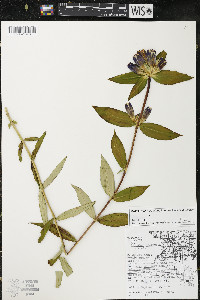 Gentiana andrewsii image