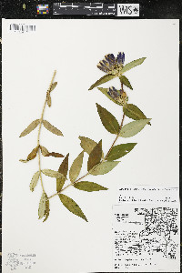 Gentiana andrewsii image