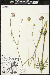 Knautia arvensis image