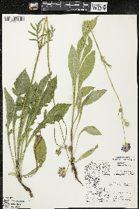 Knautia arvensis image