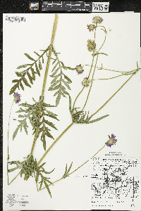 Knautia arvensis image