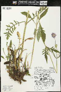 Knautia arvensis image