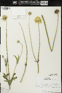 Cephalaria gigantea image