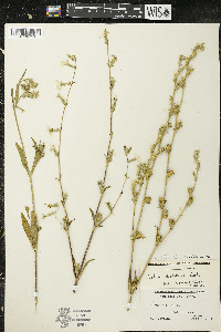 Silene dichotoma image