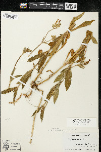 Silene latifolia image