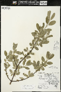 Shepherdia argentea image