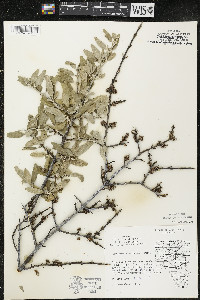 Shepherdia argentea image