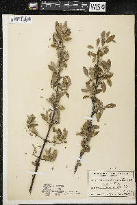 Shepherdia argentea image